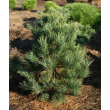 Кедр європейський / Сосна кедрова європейська | Pinus cembra | Кедр европейский / Сосна кедровая европейская