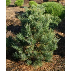 Кедр європейський / Сосна кедрова європейська | Pinus cembra | Кедр европейский / Сосна кедровая европейская