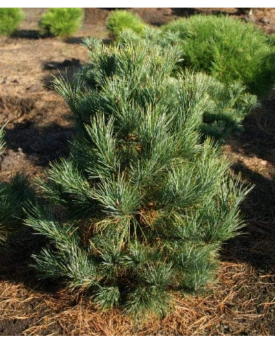 Кедр європейський / Сосна кедрова європейська | Pinus cembra | Кедр европейский / Сосна кедровая европейская