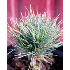 Кедр європейський / Сосна кедрова європейська | Pinus cembra | Кедр европейский / Сосна кедровая европейская