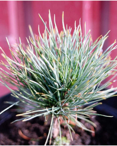 Кедр європейський / Сосна кедрова європейська | Pinus cembra | Кедр европейский / Сосна кедровая европейская