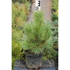 Кедр європейський / Сосна кедрова європейська | Pinus cembra | Кедр европейский / Сосна кедровая европейская