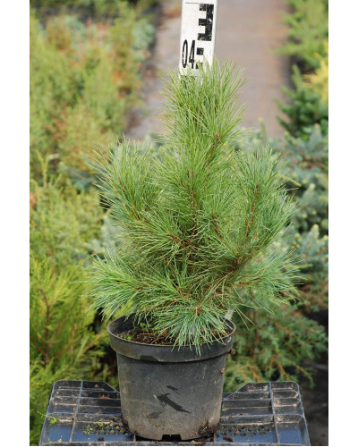 Кедр європейський / Сосна кедрова європейська | Pinus cembra | Кедр европейский / Сосна кедровая европейская