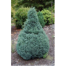 Кипарисовик горохоплідний Бебі Блю | Chamaecyparis pisifera Baby Blue | Кипарисовик горохоплодный Беби Блю