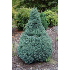Кипарисовик горохоплідний Бебі Блю | Chamaecyparis pisifera Baby Blue | Кипарисовик горохоплодный Беби Блю