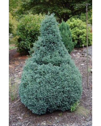 Кипарисовик горохоплідний Бебі Блю | Chamaecyparis pisifera Baby Blue | Кипарисовик горохоплодный Беби Блю