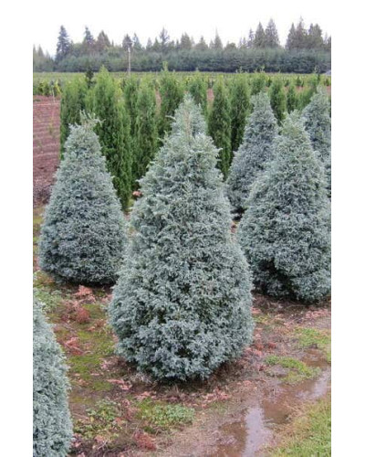 Кипарисовик горохоплідний Бебі Блю | Chamaecyparis pisifera Baby Blue | Кипарисовик горохоплодный Беби Блю