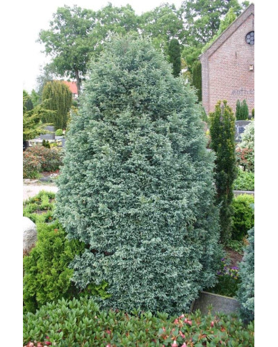 Кипарисовик горохоплідний Бебі Блю | Chamaecyparis pisifera Baby Blue | Кипарисовик горохоплодный Беби Блю