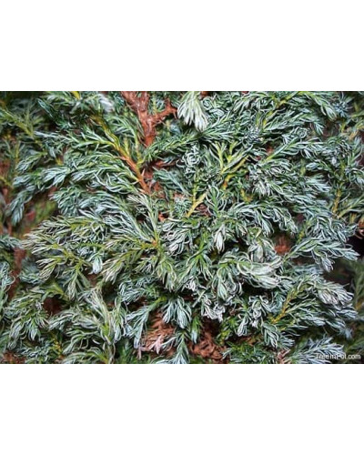 Кипарисовик горохоплідний Бебі Блю | Chamaecyparis pisifera Baby Blue | Кипарисовик горохоплодный Беби Блю