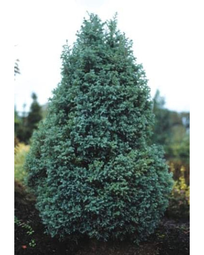 Кипарисовик горохоплідний Бебі Блю | Chamaecyparis pisifera Baby Blue | Кипарисовик горохоплодный Беби Блю