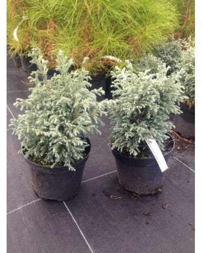 Кипарисовик горохоплідний Бебі Блю | Chamaecyparis pisifera Baby Blue | Кипарисовик горохоплодный Беби Блю