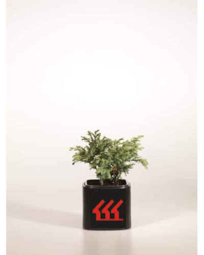 Кипарисовик горохоплідний Бебі Блю | Chamaecyparis pisifera Baby Blue | Кипарисовик горохоплодный Беби Блю