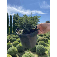 Кипарисовик горохоплідний Бебі Блю | Chamaecyparis pisifera Baby Blue | Кипарисовик горохоплодный Беби Блю