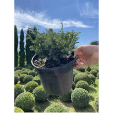 Кипарисовик горохоплідний Бебі Блю | Chamaecyparis pisifera Baby Blue | Кипарисовик горохоплодный Беби Блю