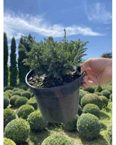 Кипарисовик горохоплідний Бебі Блю | Chamaecyparis pisifera Baby Blue | Кипарисовик горохоплодный Беби Блю