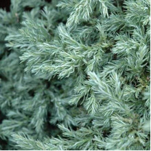 Кипарисовик горохоплідний Бебі Блю | Chamaecyparis pisifera Baby Blue | Кипарисовик горохоплодный Беби Блю
