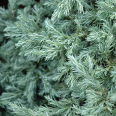 Кипарисовик горохоплідний Бебі Блю | Chamaecyparis pisifera Baby Blue | Кипарисовик горохоплодный Беби Блю