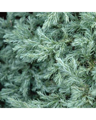 Кипарисовик горохоплідний Бебі Блю | Chamaecyparis pisifera Baby Blue | Кипарисовик горохоплодный Беби Блю