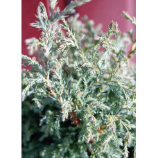 Кипарисовик горохоплідний Бебі Блю | Chamaecyparis pisifera Baby Blue | Кипарисовик горохоплодный Беби Блю
