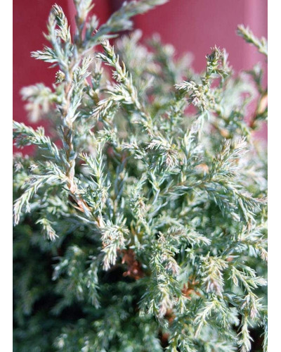 Кипарисовик горохоплідний Бебі Блю | Chamaecyparis pisifera Baby Blue | Кипарисовик горохоплодный Беби Блю