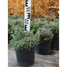 Кипарисовик горохоплідний Бебі Блю | Chamaecyparis pisifera Baby Blue | Кипарисовик горохоплодный Беби Блю