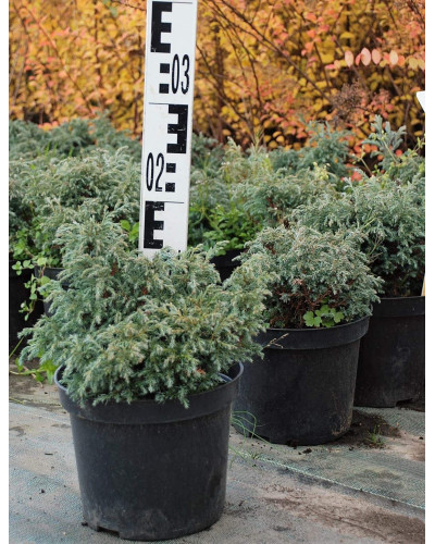 Кипарисовик горохоплідний Бебі Блю | Chamaecyparis pisifera Baby Blue | Кипарисовик горохоплодный Беби Блю
