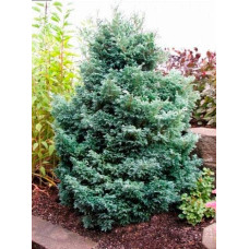 Кипарисовик горохоплідний Бебі Блю | Chamaecyparis pisifera Baby Blue | Кипарисовик горохоплодный Беби Блю