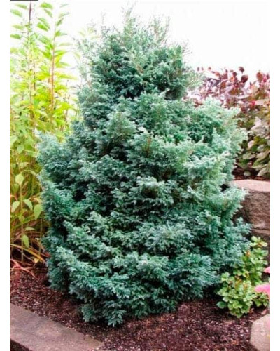 Кипарисовик горохоплідний Бебі Блю | Chamaecyparis pisifera Baby Blue | Кипарисовик горохоплодный Беби Блю