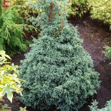 Кипарисовик горохоплідний Бебі Блю | Chamaecyparis pisifera Baby Blue | Кипарисовик горохоплодный Беби Блю