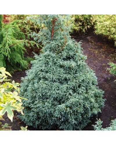 Кипарисовик горохоплідний Бебі Блю | Chamaecyparis pisifera Baby Blue | Кипарисовик горохоплодный Беби Блю