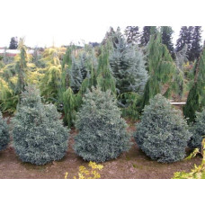 Кипарисовик горохоплідний Бебі Блю | Chamaecyparis pisifera Baby Blue | Кипарисовик горохоплодный Беби Блю