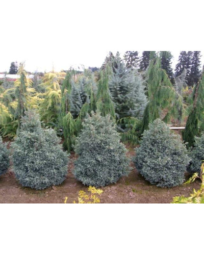 Кипарисовик горохоплідний Бебі Блю | Chamaecyparis pisifera Baby Blue | Кипарисовик горохоплодный Беби Блю
