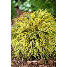 Кипарисовик горохоплідний Санголд | Chamaecyparis pisifera Sungold | Кипарисовик горохоплодный Санголд