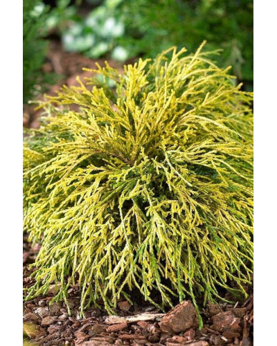 Кипарисовик горохоплідний Санголд | Chamaecyparis pisifera Sungold | Кипарисовик горохоплодный Санголд