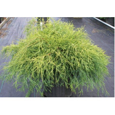 Кипарисовик горохоплідний Санголд | Chamaecyparis pisifera Sungold | Кипарисовик горохоплодный Санголд