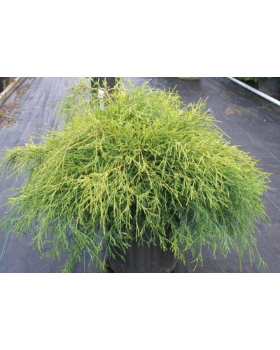 Кипарисовик горохоплідний Санголд | Chamaecyparis pisifera Sungold | Кипарисовик горохоплодный Санголд