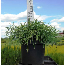 Кипарисовик горохоплідний Санголд | Chamaecyparis pisifera Sungold | Кипарисовик горохоплодный Санголд