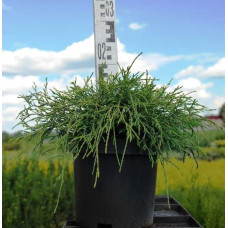 Кипарисовик горохоплідний Санголд | Chamaecyparis pisifera Sungold | Кипарисовик горохоплодный Санголд