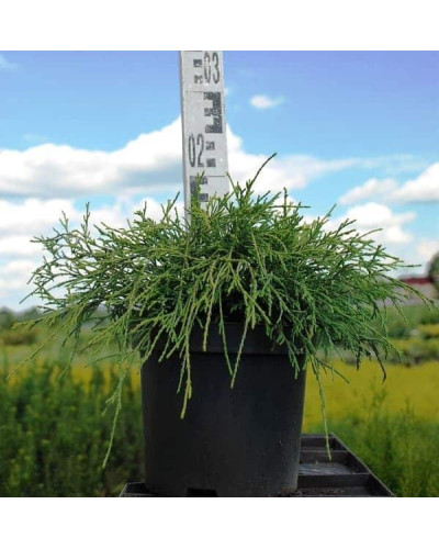 Кипарисовик горохоплідний Санголд | Chamaecyparis pisifera Sungold | Кипарисовик горохоплодный Санголд