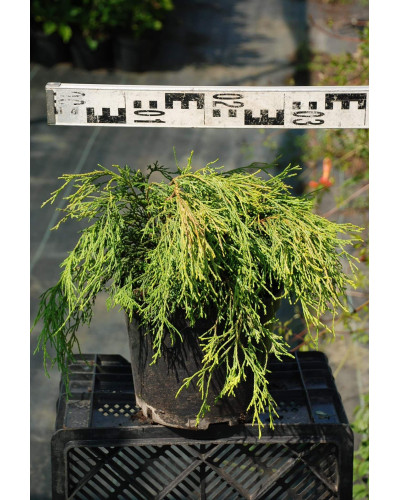 Кипарисовик горохоплідний Санголд | Chamaecyparis pisifera Sungold | Кипарисовик горохоплодный Санголд