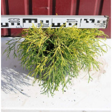 Кипарисовик горохоплідний Санголд | Chamaecyparis pisifera Sungold | Кипарисовик горохоплодный Санголд