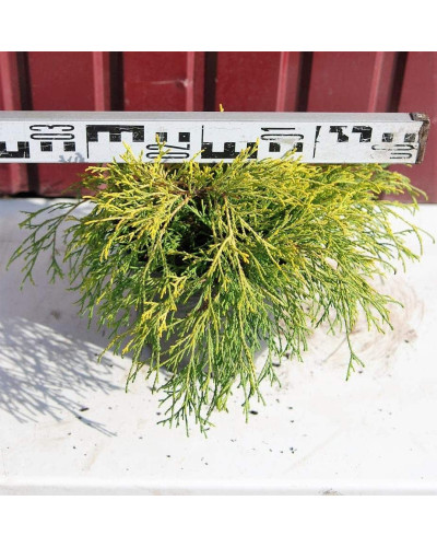 Кипарисовик горохоплідний Санголд | Chamaecyparis pisifera Sungold | Кипарисовик горохоплодный Санголд