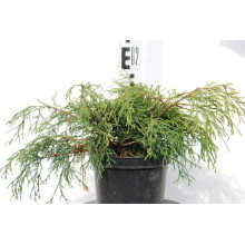 Кипарисовик горохоплідний Санголд | Chamaecyparis pisifera Sungold | Кипарисовик горохоплодный Санголд