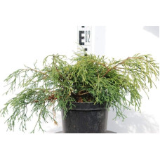 Кипарисовик горохоплідний Санголд | Chamaecyparis pisifera Sungold | Кипарисовик горохоплодный Санголд