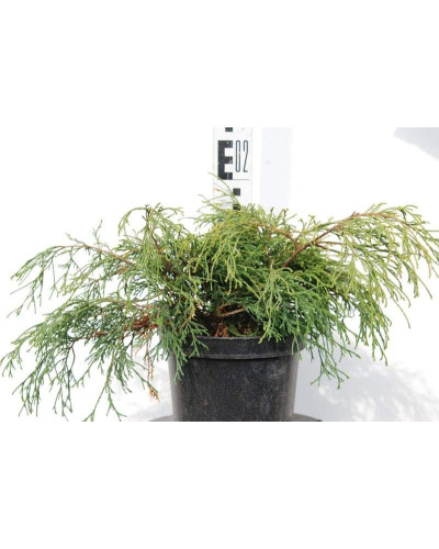 Кипарисовик горохоплідний Санголд | Chamaecyparis pisifera Sungold | Кипарисовик горохоплодный Санголд