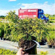 Кипарисовик горохоплідний Санголд | Chamaecyparis pisifera Sungold | Кипарисовик горохоплодный Санголд