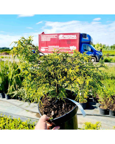 Кипарисовик горохоплідний Санголд | Chamaecyparis pisifera Sungold | Кипарисовик горохоплодный Санголд