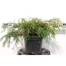 Кипарисовик горохоплідний Санголд | Chamaecyparis pisifera Sungold | Кипарисовик горохоплодный Санголд