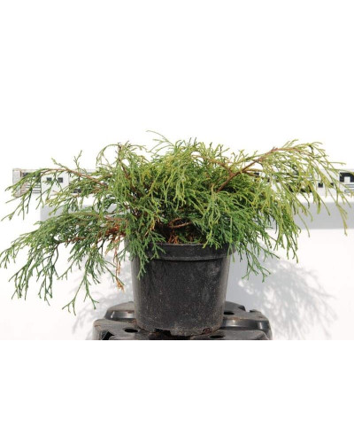 Кипарисовик горохоплідний Санголд | Chamaecyparis pisifera Sungold | Кипарисовик горохоплодный Санголд