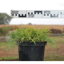 Кипарисовик горохоплідний Санголд | Chamaecyparis pisifera Sungold | Кипарисовик горохоплодный Санголд